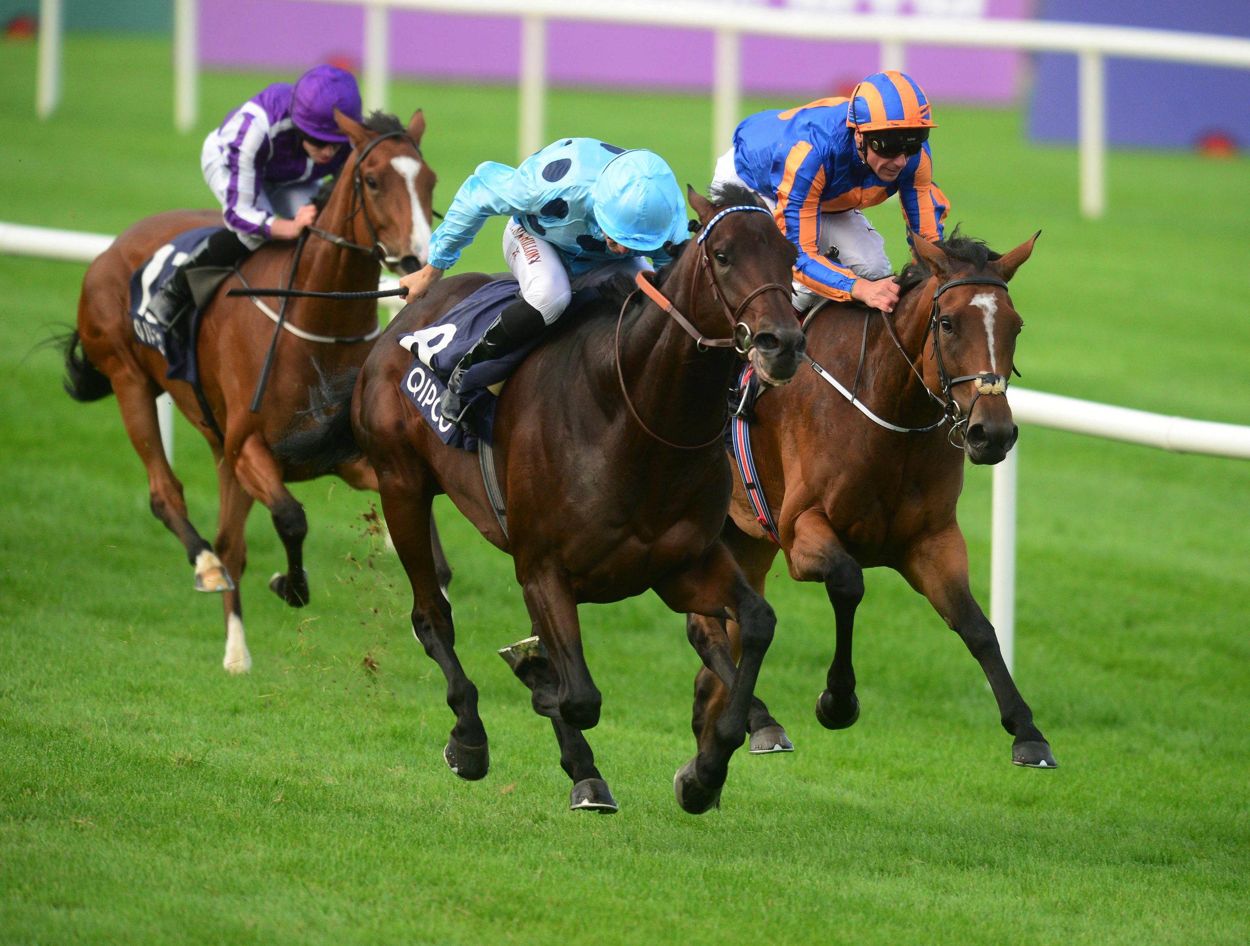Almanzor - Rouget