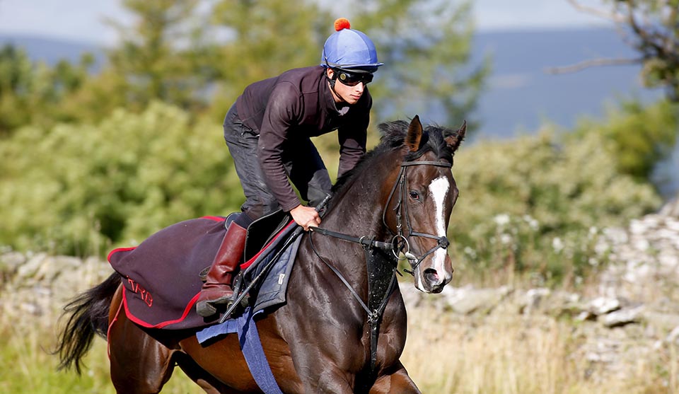 Quiet Reflection working on the Middleham gallops