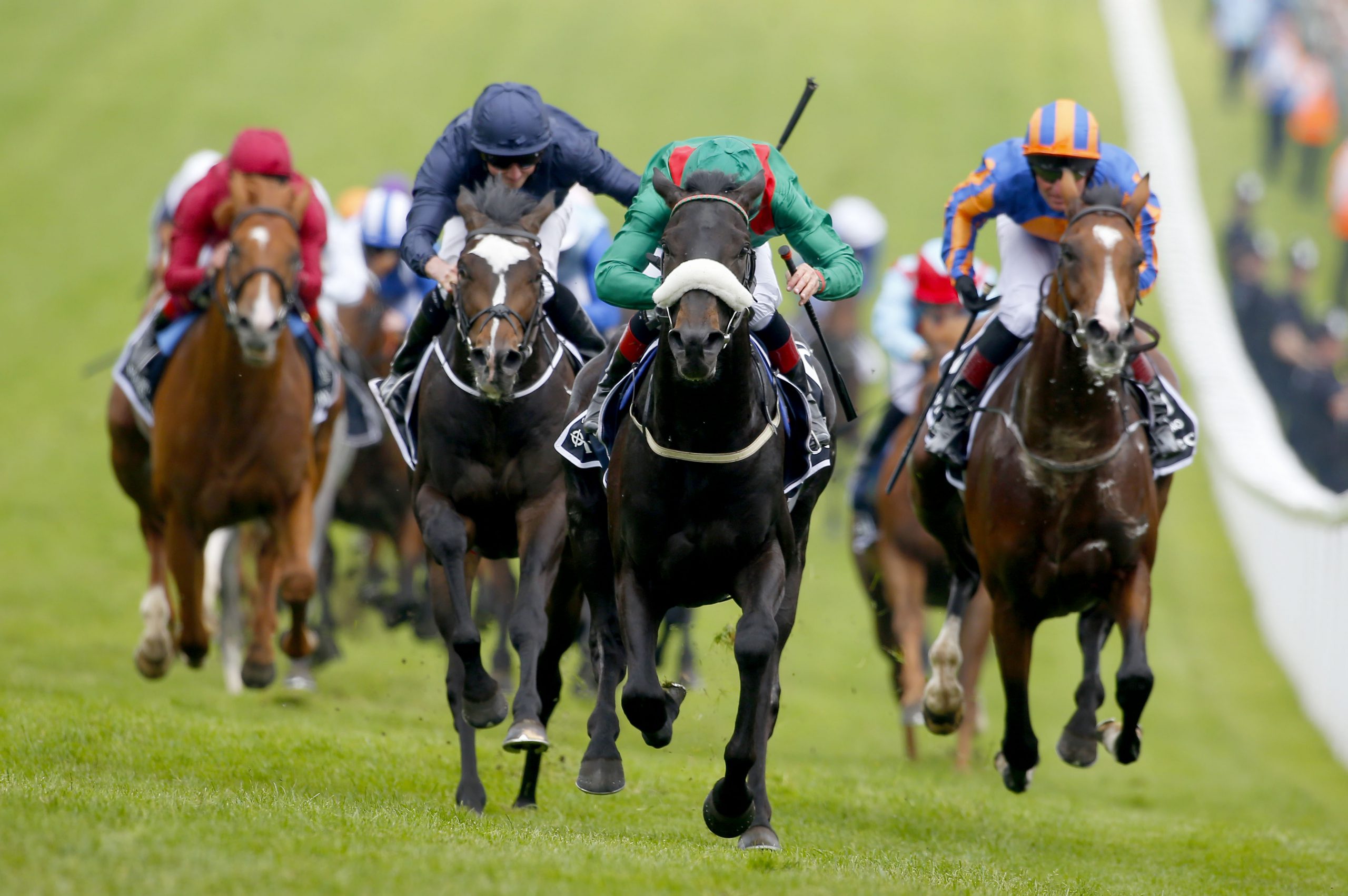 Harzand stud