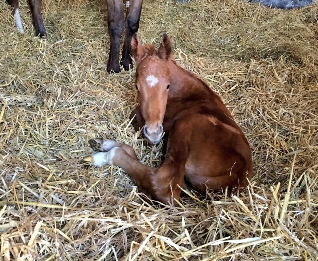 pic: @OghillHouseStud/Twitter