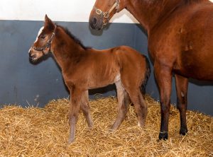 Gleneagles foal
