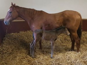 pic: @DarleyStallions/Twitter