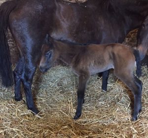 pic: Coolmore