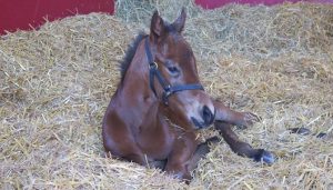 pic: @ShadwellStud/Twitter