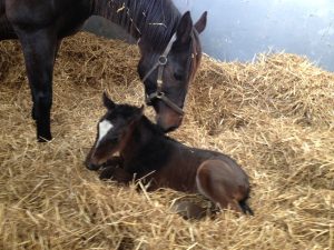 pic: Whitsbury Manor Stud
