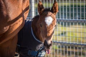 pic: @AlShaqabRacing/Twitter