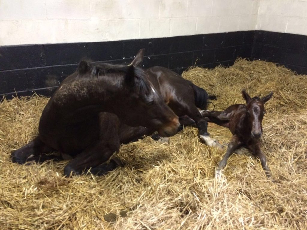G Force colt pic: @PhilippaProctor/Twitter