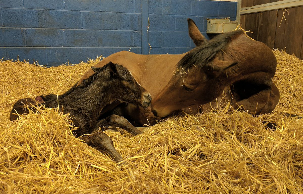 Foal watch