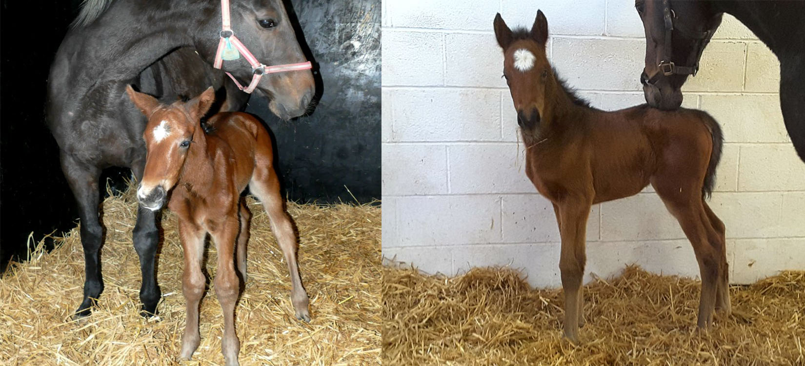 Foal Watch - Telescope