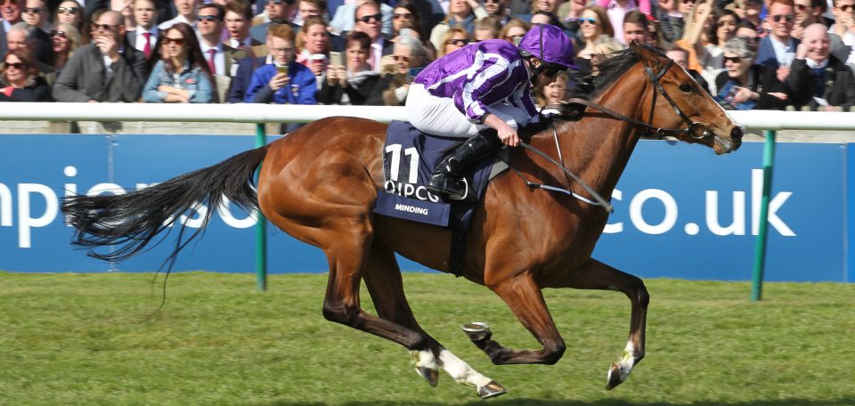 Minding 1000 Guineas