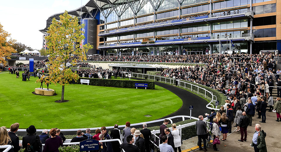 Champions Day Crowd