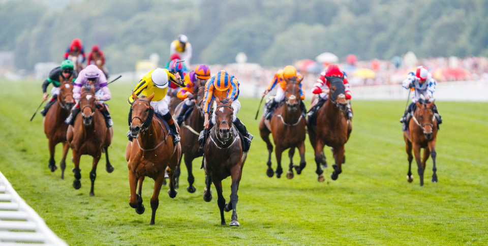 Big Orange and Order of St George at Ascot