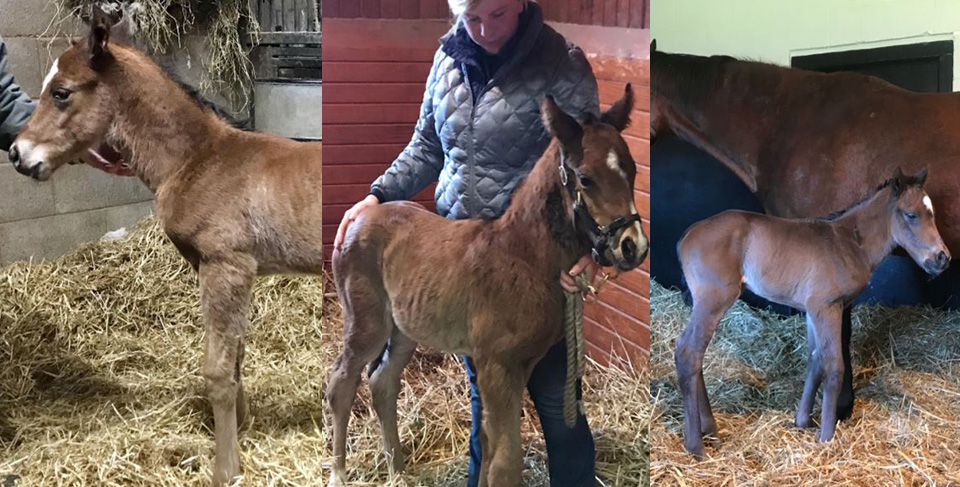 Foal watch first installment