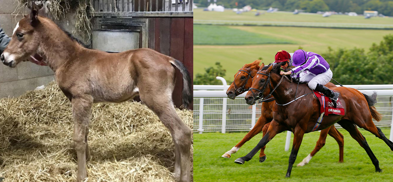 The Gurkha and Foal