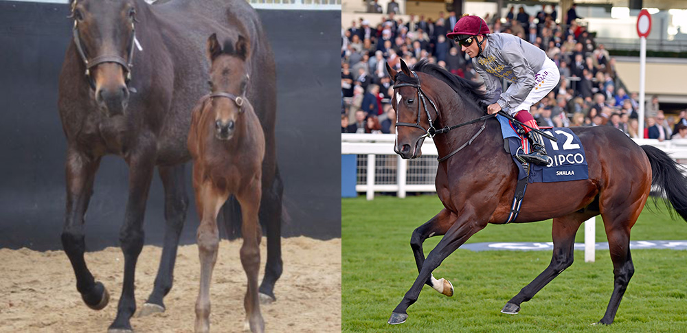 Shalaa Foal