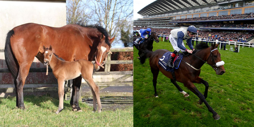 Fascinating Rock foal