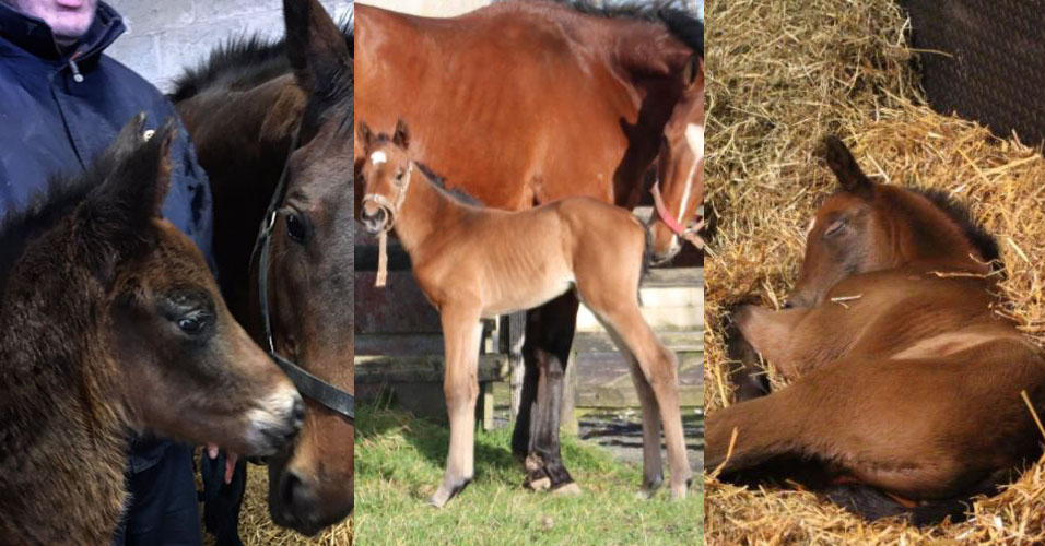 Foal Watch Ep 2