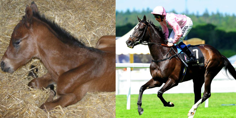 The Fugue alongside her colt foal