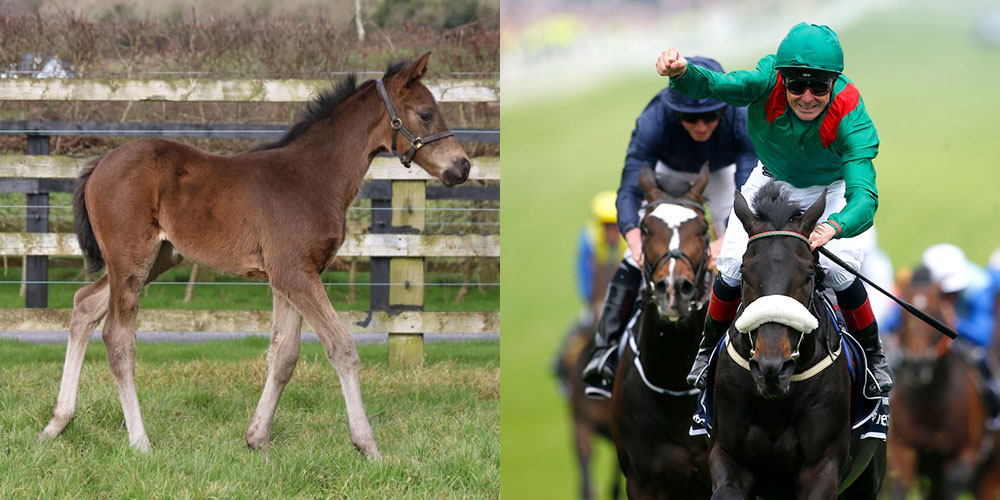 Harzand alongside his filly foal