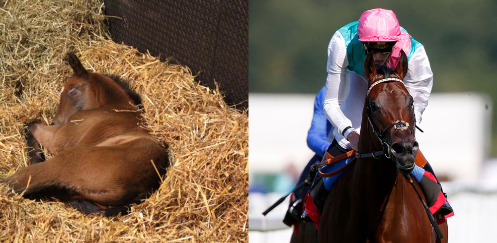Kingman and his sleepy foal