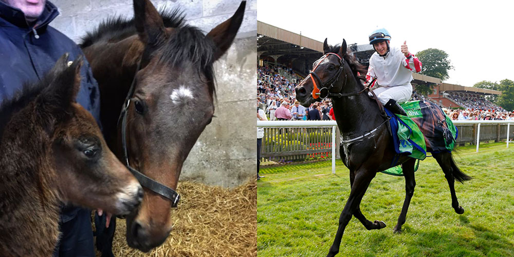 Slade Power foal watch