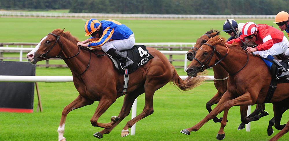 Love 1000 Guineas