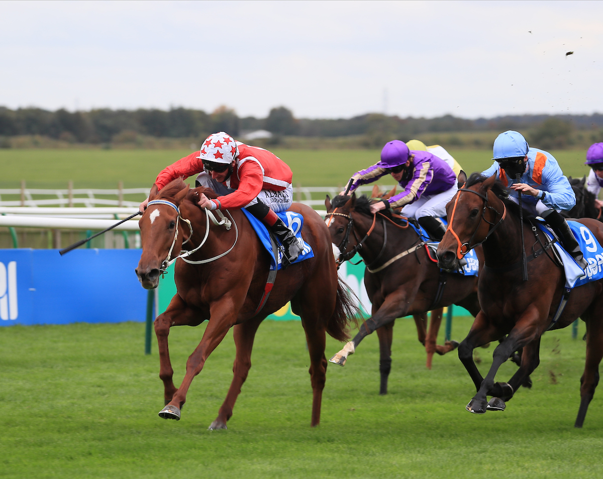 Saffron Beach is entered for the Falmouth Stakes